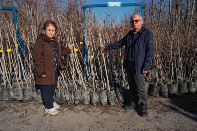 Kocaeli Büyükşehir’den %50 hibeli Trabzon hurması fidanı