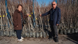 Kocaeli Büyükşehir’den %50 hibeli Trabzon hurması fidanı