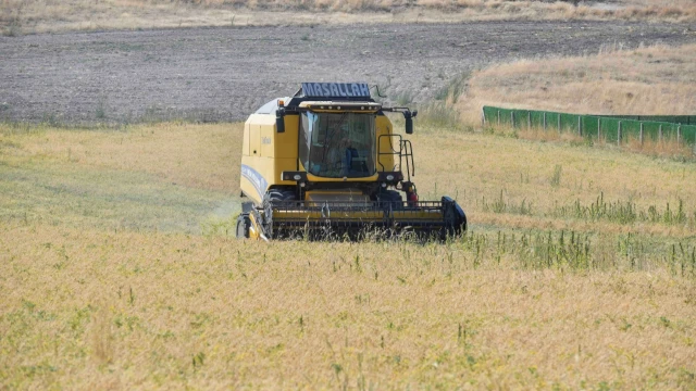 ABB'nin yüzde 50 hibeli nohut desteğinde hasat başladı — Fotoğraf 2