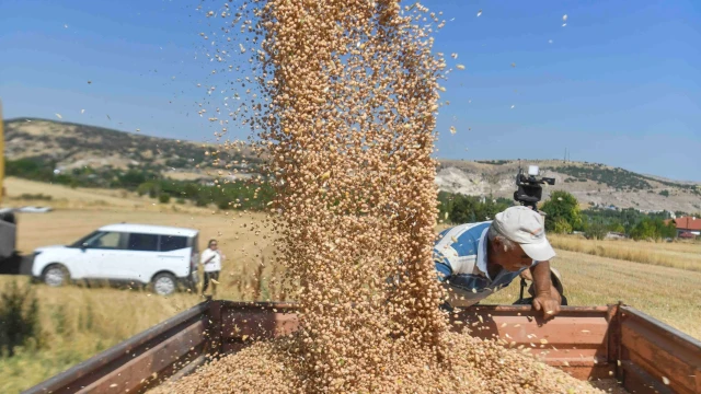 ABB'nin yüzde 50 hibeli nohut desteğinde hasat başladı — Fotoğraf 3