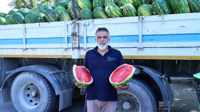 Acıpayam’da kavun-karpuz üreticisine Büyükşehir desteği — Fotoğraf 5