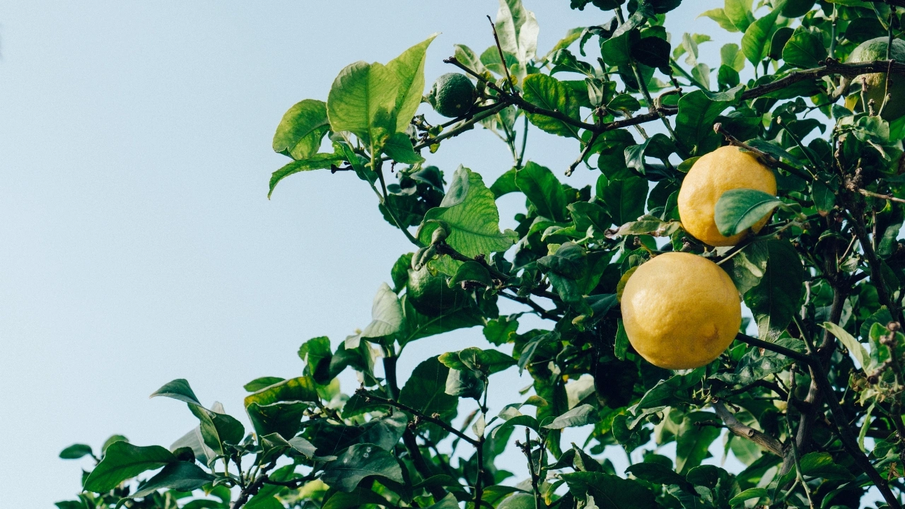 Adana İl Tarım Müdürlüğü limon kesim tarihlerini açıkladı