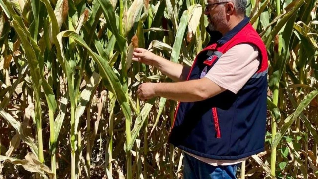 Afyonkarahisar İl Tarım, silajlık mısırda kontrol yapıyor — Fotoğraf 3