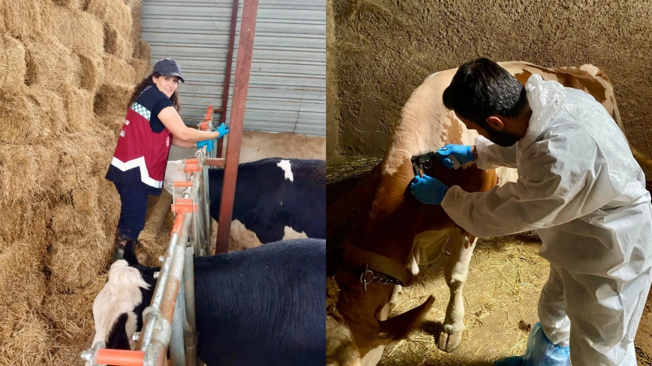 Afyonkarahisar’da Hayvan Sağlığı İçin Denetimler Sürüyor