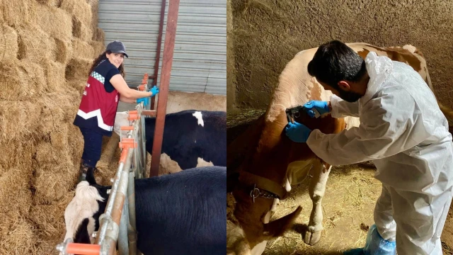 Afyonkarahisar’da Hayvan Sağlığı İçin Denetimler Sürüyor