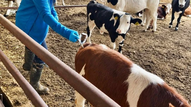Afyonkarahisar’da Hayvan Sağlığı İçin Denetimler Sürüyor — Fotoğraf 6