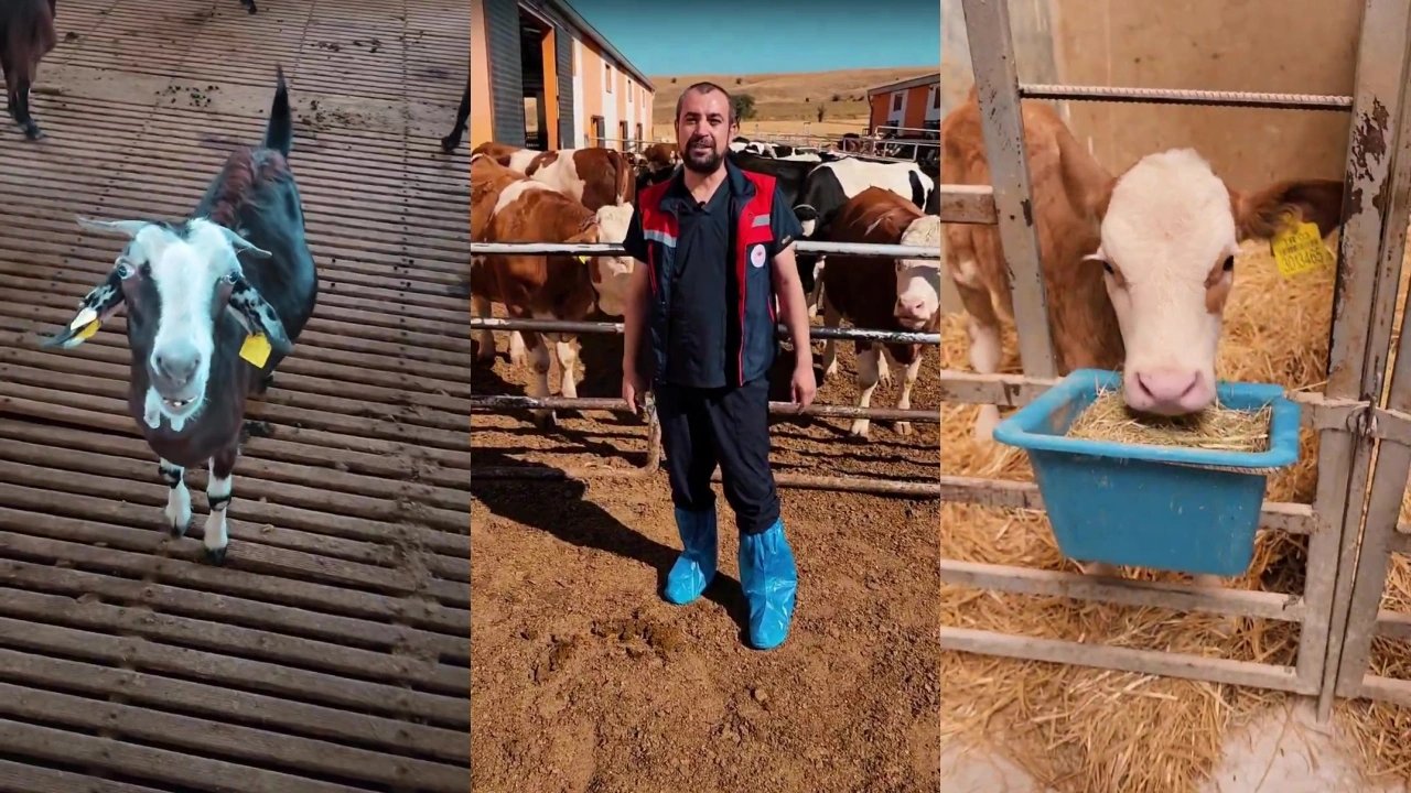 Afyonkarahisar’da hayvancılık desteği başvuruları başladı