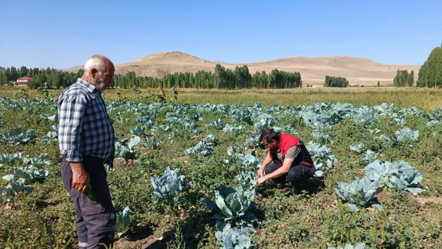 Ağrı’da Lahana ve Ayçiçeği Tarlaları İnceleniyor
