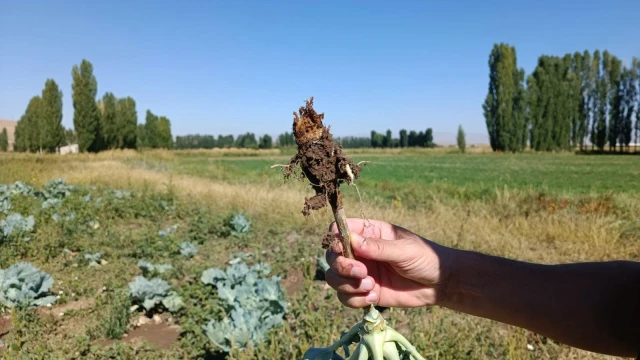 Ağrı’da Lahana ve Ayçiçeği Tarlaları İnceleniyor — Fotoğraf 1