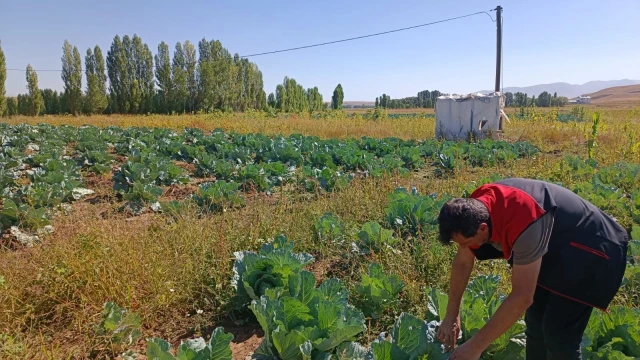 Ağrı’da Lahana ve Ayçiçeği Tarlaları İnceleniyor — Fotoğraf 2