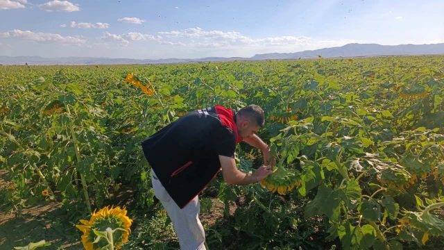 Ağrı’da Lahana ve Ayçiçeği Tarlaları İnceleniyor — Fotoğraf 3