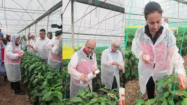 Aksu’da Biyolojik Mücadele İçin 380 Tuzak Dağıtıldı