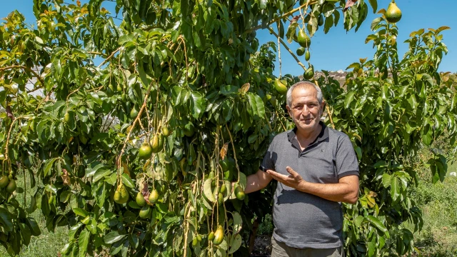 Anamur’da Avokado Üretimine Yüzde 50 Hibeli Destek