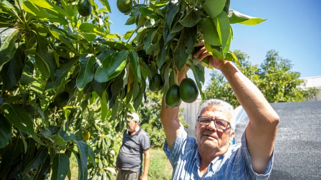 Anamur’da Avokado Üretimine Yüzde 50 Hibeli Destek — Fotoğraf 5