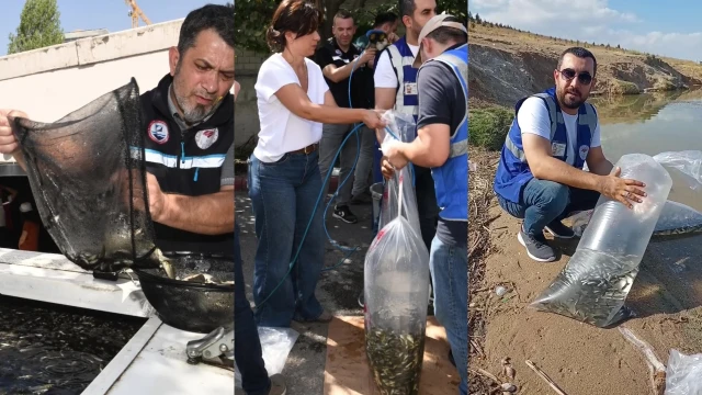 Ankara’da 37 su kaynağına 1 milyon 220 bin sazan bırakıldı