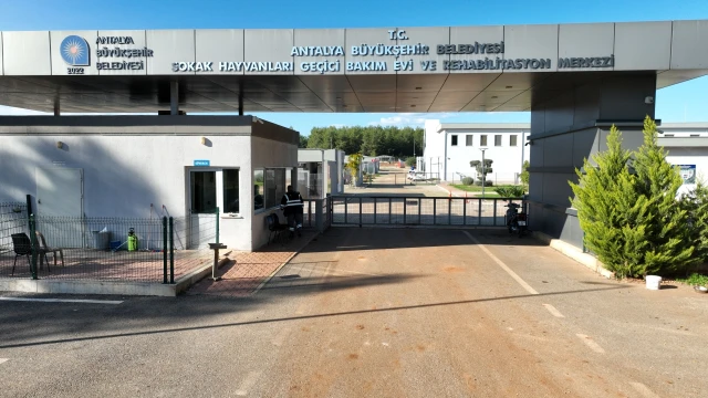 Antalya Büyükşehir: Bakımevi 5 bin köpek kapasitesine ulaştı