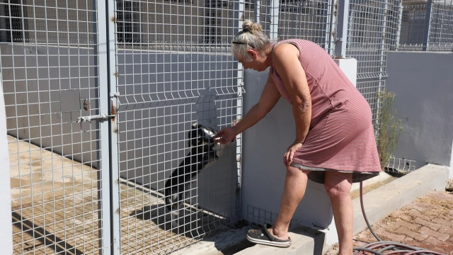 Antalya Büyükşehir: Bakımevi 5 bin köpek kapasitesine ulaştı — Fotoğraf 3