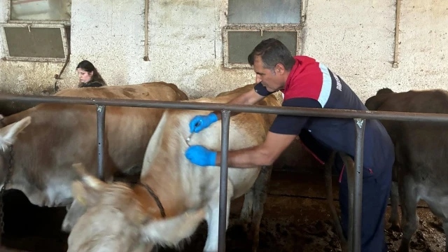 Artvin’de Sonbahar Dönemi Şap Aşılama Kampanyası Başladı