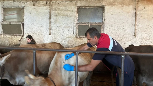 Artvin’de Sonbahar Dönemi Şap Aşılama Kampanyası Başladı — Fotoğraf 1