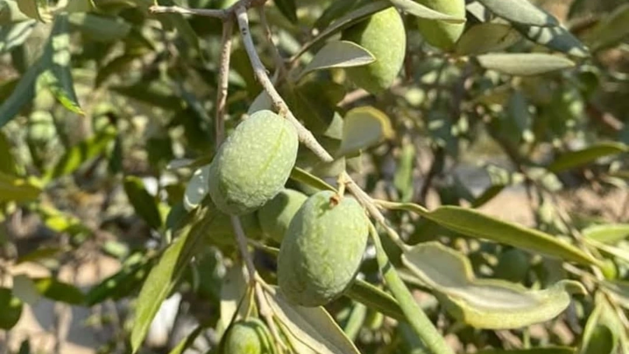 Aydın’da 2026 Zeytin Rekoltesi İçin Toplantı Yapıldı