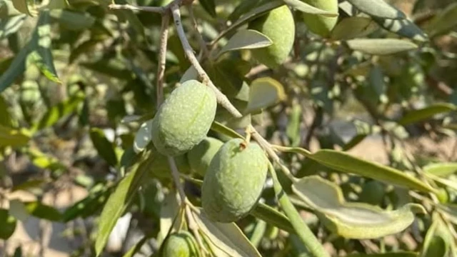 Aydın’da 2026 Zeytin Rekoltesi İçin Toplantı Yapıldı