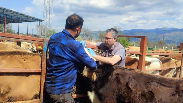 Aydın’da Tüm Hayvan Pazarları İkinci Emre Kadar Kapalı