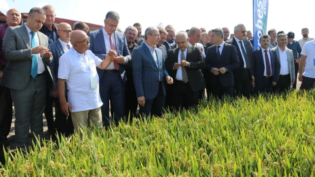 Bafra’da Türkiye’nin İlk Çeltik Ağası Belli Oldu