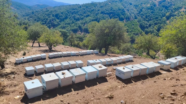 Balıkesir İl Tarım Müdürü Düzgün Havran’da bal sağdı — Fotoğraf 1