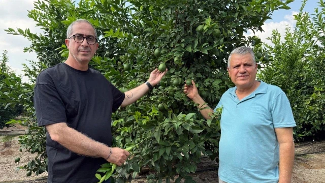 Barut: Limon üreticisi maliyetin altında satıyor