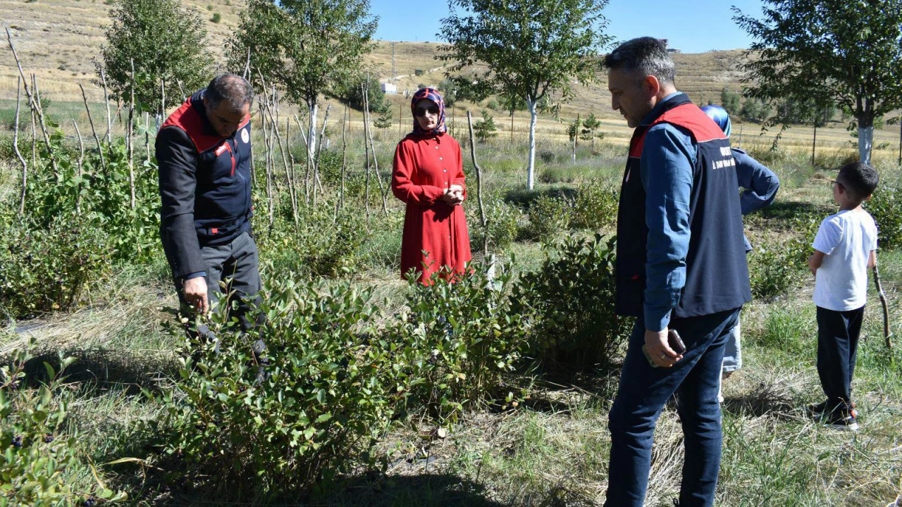 Bayburt İl Tarım, Gümüşdamla'da aronya üretimini inceledi