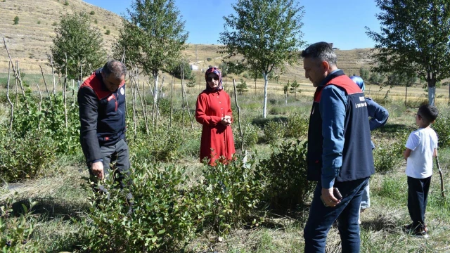 Bayburt İl Tarım, Gümüşdamla'da aronya üretimini inceledi — Fotoğraf 2
