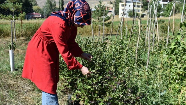 Bayburt İl Tarım, Gümüşdamla'da aronya üretimini inceledi — Fotoğraf 3