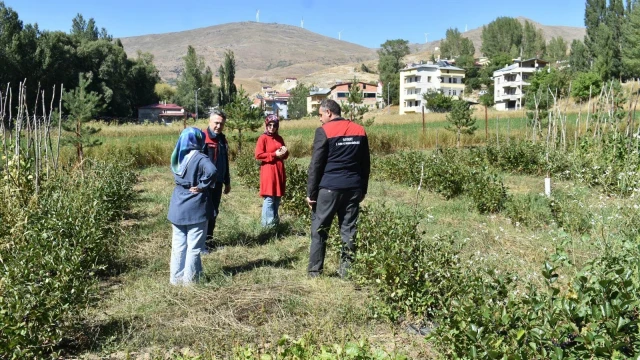 Bayburt İl Tarım, Gümüşdamla'da aronya üretimini inceledi — Fotoğraf 6
