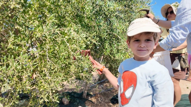 Bozcaada’da Zeytin Hasadında Makine Dönemi Başladı — Fotoğraf 1