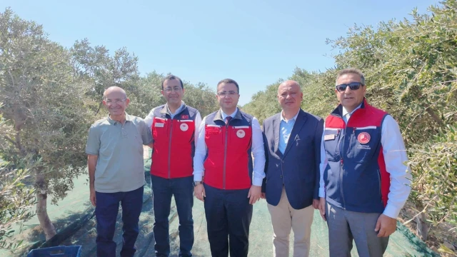 Bozcaada’da Zeytin Hasadında Makine Dönemi Başladı — Fotoğraf 6