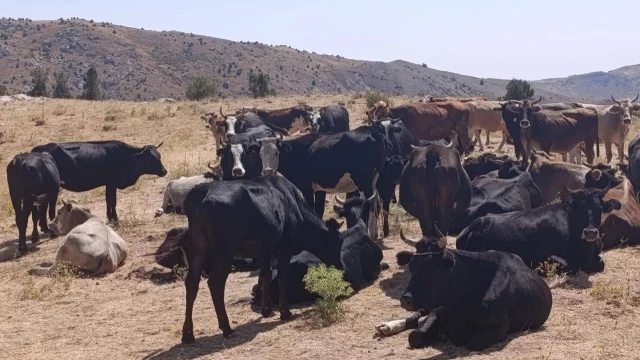 Çay İlçe Tarım Müdürlüğü: Yerli Kara Sığırları Tespit Edildi — Fotoğraf 1