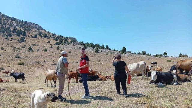 Çay İlçe Tarım Müdürlüğü: Yerli Kara Sığırları Tespit Edildi — Fotoğraf 4