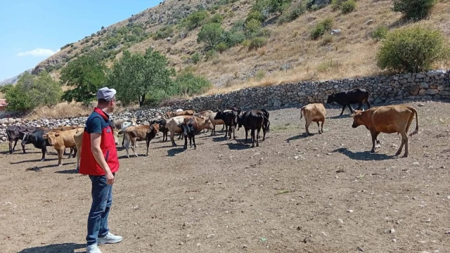 Çay İlçe Tarım Müdürlüğü: Yerli Kara Sığırları Tespit Edildi — Fotoğraf 5