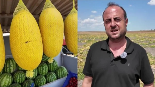 Coğrafi İşaretli Çorlu Seymen Kavunu Susuz Yetişiyor