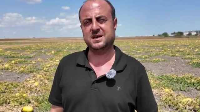 Coğrafi İşaretli Çorlu Seymen Kavunu Susuz Yetişiyor — Fotoğraf 1