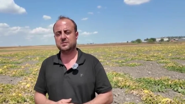Coğrafi İşaretli Çorlu Seymen Kavunu Susuz Yetişiyor — Fotoğraf 4