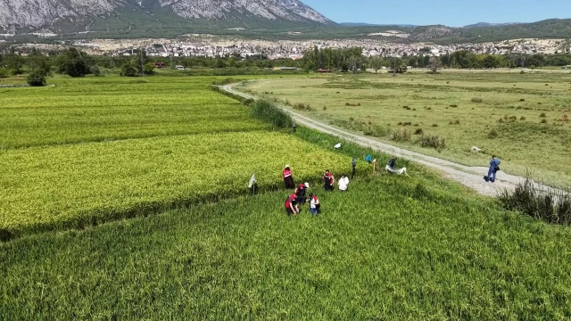Çorum’da çeltik üretimi için iki yerli çeşit deneniyor — Fotoğraf 1