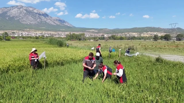Çorum’da çeltik üretimi için iki yerli çeşit deneniyor — Fotoğraf 2