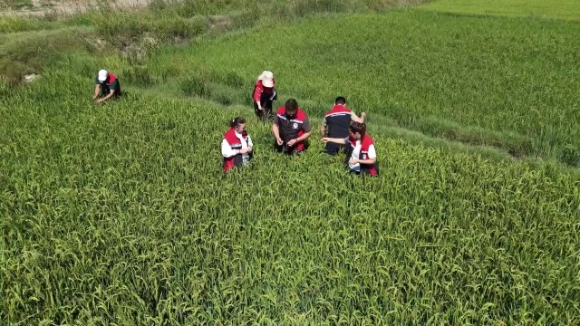 Çorum’da çeltik üretimi için iki yerli çeşit deneniyor — Fotoğraf 3
