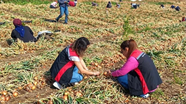 Çorum’da hasadı süren soğan tarlaları yerinde incelendi