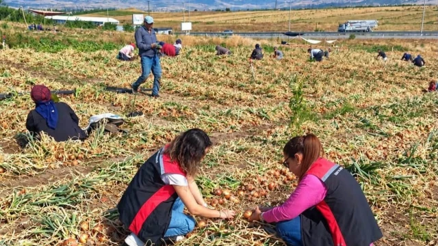 Çorum’da hasadı süren soğan tarlaları yerinde incelendi — Fotoğraf 1