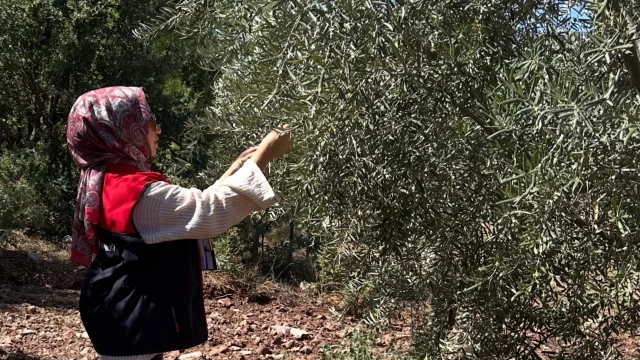 Denizli’de 2026 Zeytin Rekoltesi İçin Çalışmalar Başladı