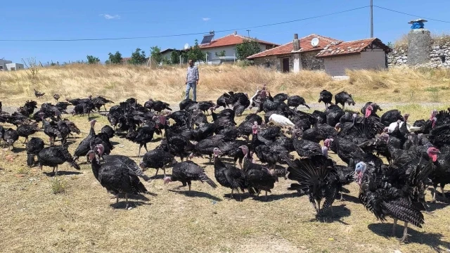 Dünyanın En Büyük 5 Hindi Üreticisi Açıklandı