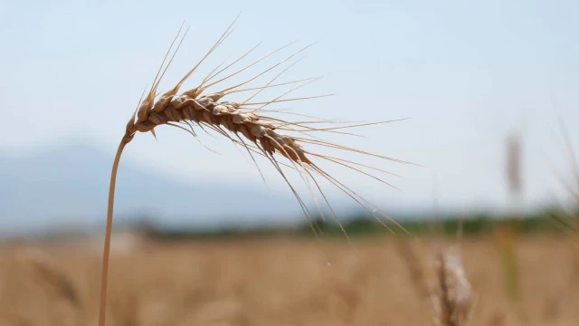 Düzce’de %75 hibeli buğday projesi için başvurular başladı