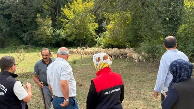 Düzce'de Üreticiye 100 Küçükbaş Hayvan Desteği